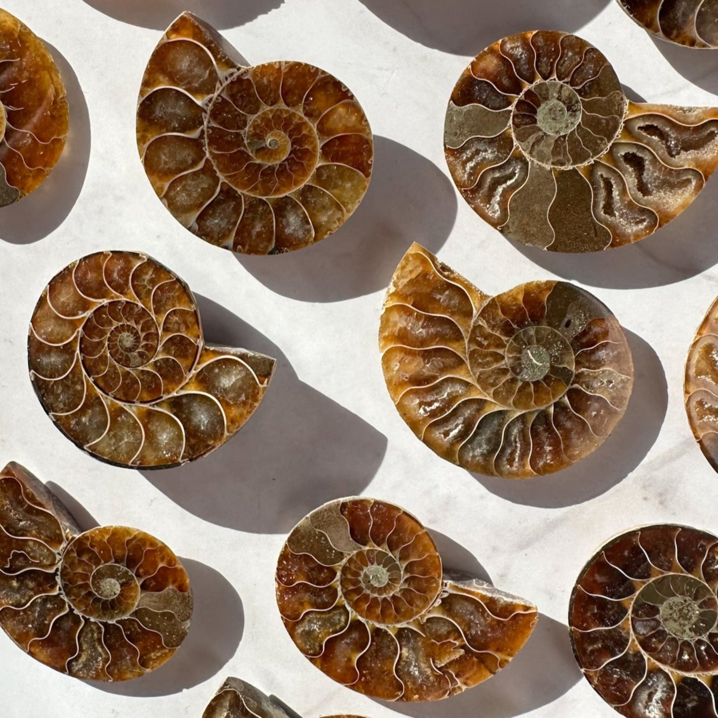 Fossilized Ammonite