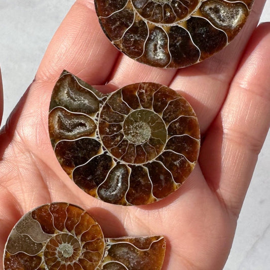 Fossilized Ammonite