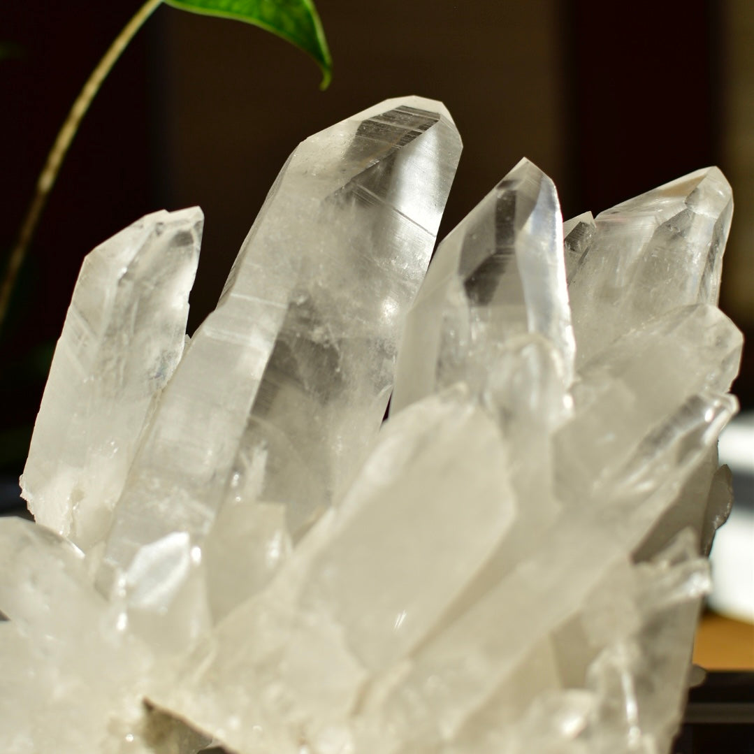 Lemurian Quartz Statement Cluster